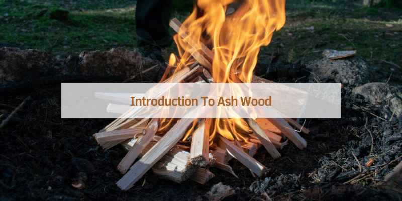 Introduction To Ash Wood