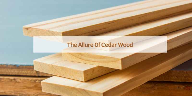 The Allure Of Cedar Wood
