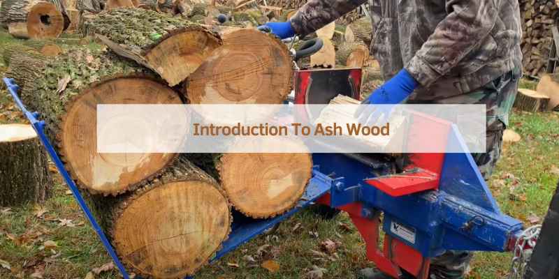 Introduction To Ash Wood