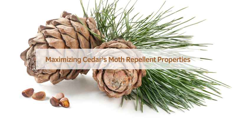 Does Cedar Help With Moths
