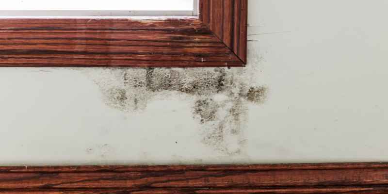 Does Cedar Prevent Mold 