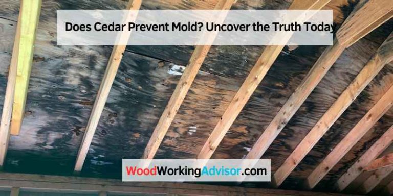 Does Cedar Prevent Mold