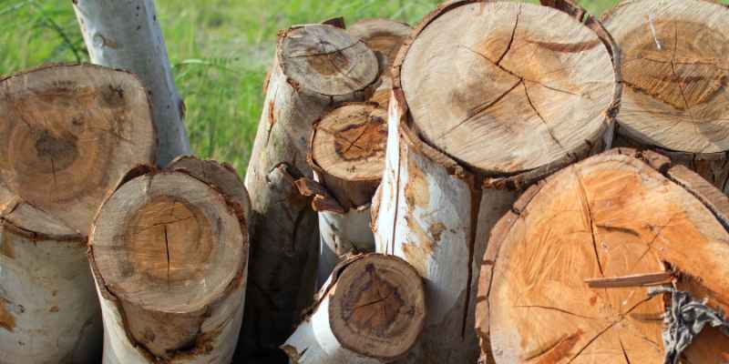 Eucalyptus Tree Wood