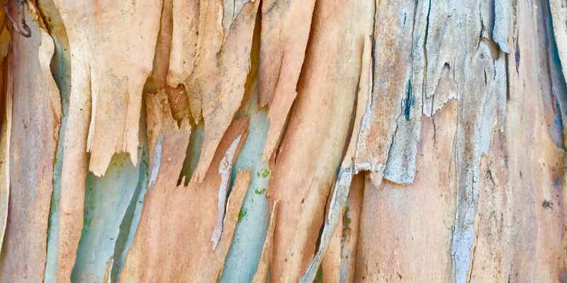 Eucalyptus Tree Wood