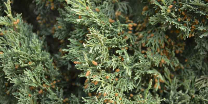 How Do Cedar Trees Grow