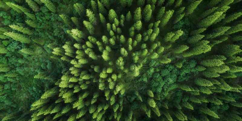 How Do Cedar Trees Growc