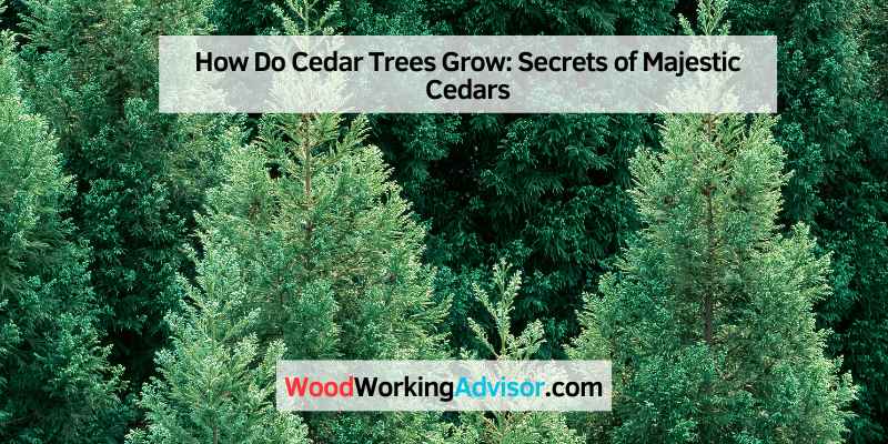 How Do Cedar Trees Grow