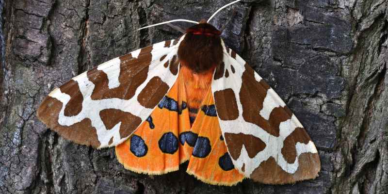 How Much Cedar to Repel Moths