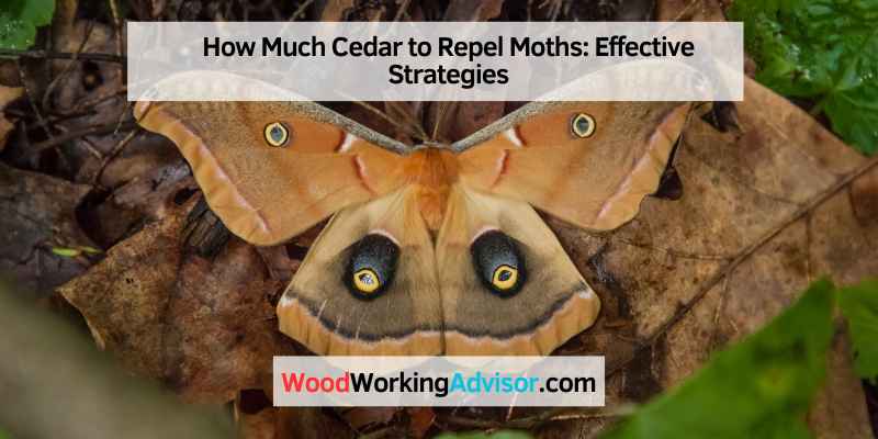 How Much Cedar to Repel Moths