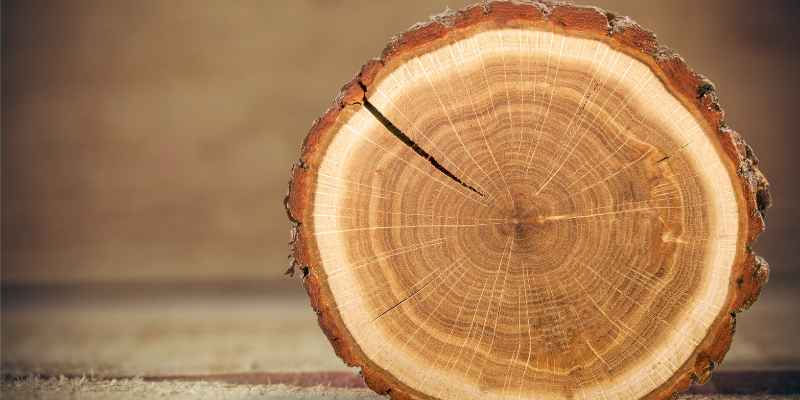 How To Dry Wood Slices