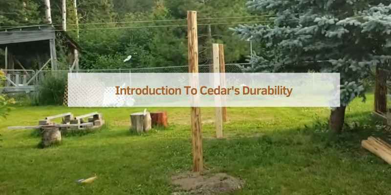 Introduction To Cedar's Durability