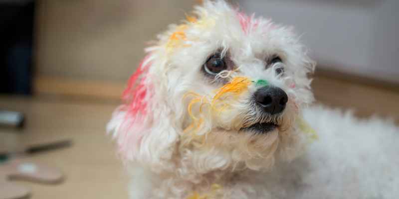 How to Remove Paint from Dog's Fur