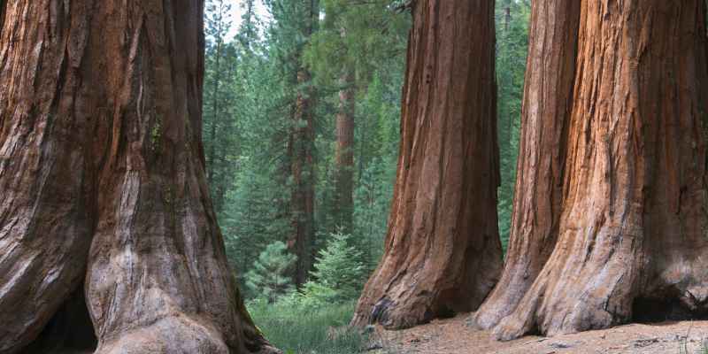 Is Redwood A Hardwood