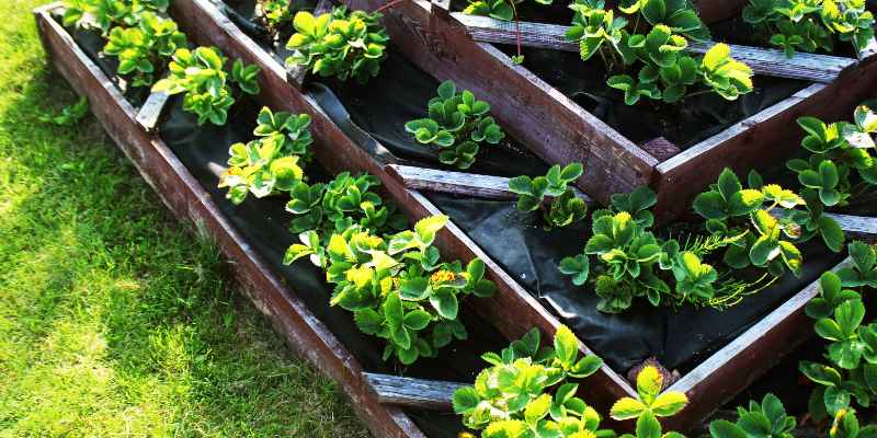 Is Stained Wood Safe for Gardens