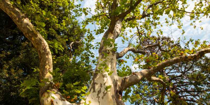 Is Sycamore A Hardwood