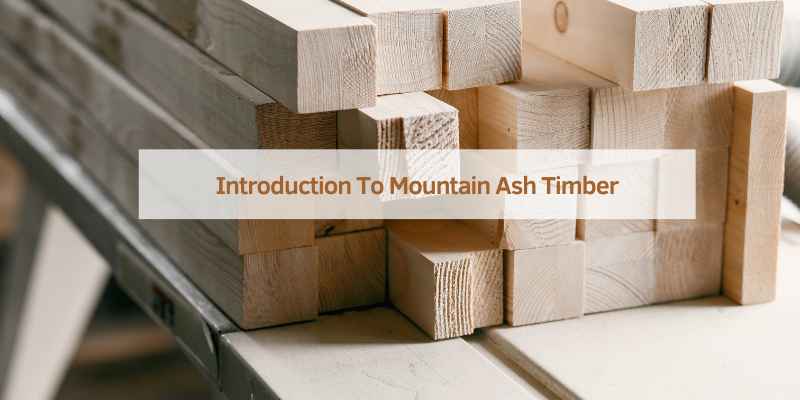 Introduction To Mountain Ash Timber