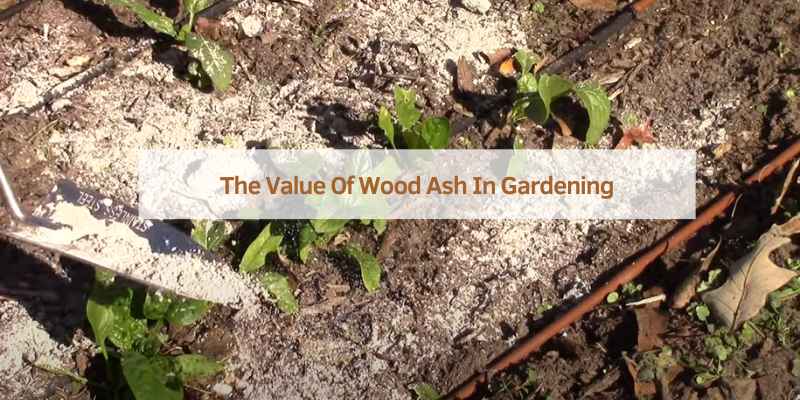 The Value Of Wood Ash In Gardening