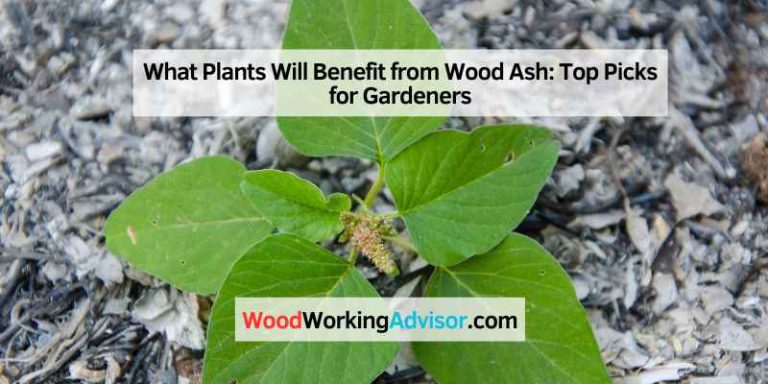 What Plants Will Benefit from Wood Ash