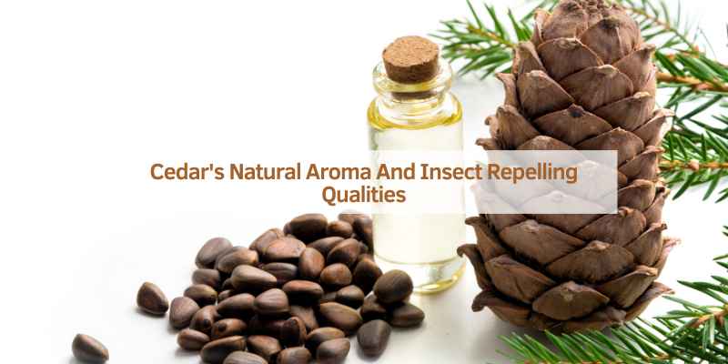 What are the Benefits of Cedar