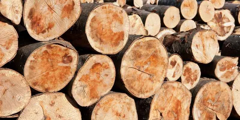 cross-section of stacked beech logs showing round end grain and bark