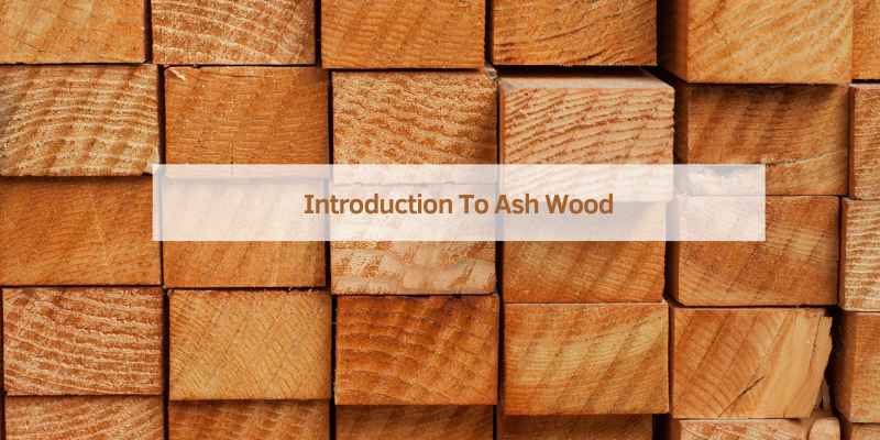 Introduction To Ash Wood