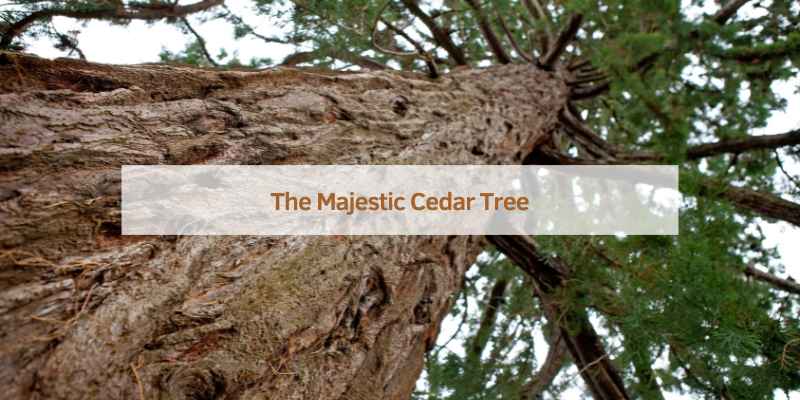 What is the Meaning of Cedar Tree