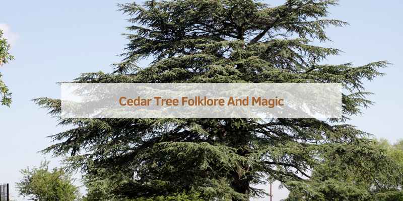 What is the Meaning of Cedar Tree