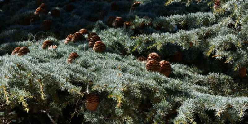 Where Can You Find Cedar Trees