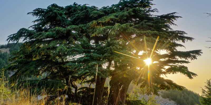 Where Can You Find Cedar Trees