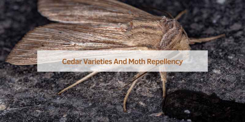 Which Cedar is Best for Moths