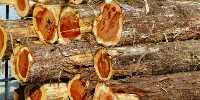 Why Does Cedar Wood Pop When Burning? Crackling Secrets