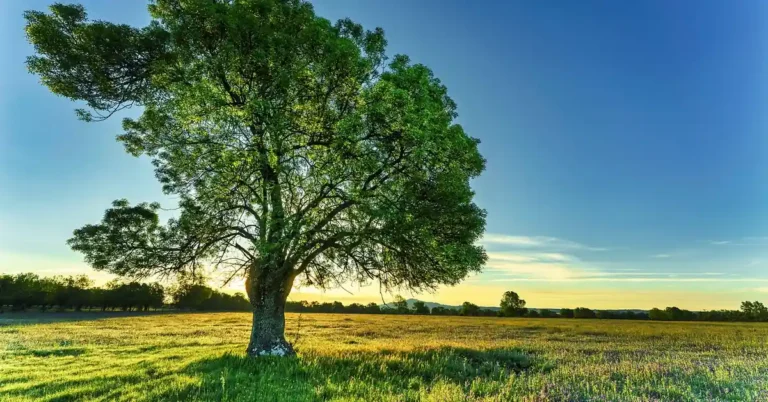 large ash tree standing alone in an open field at sunset