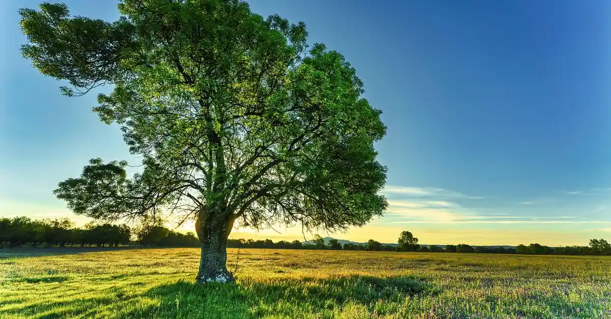 large ash tree standing alone in an open field at sunset