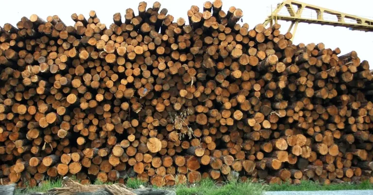 stacked raw logs at a hardwood sawmill yard