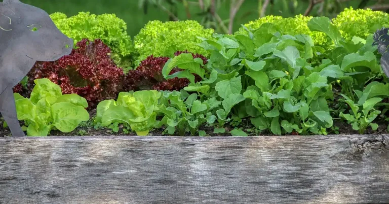 A weathered wooden raised garden bed growing lettuce and greens