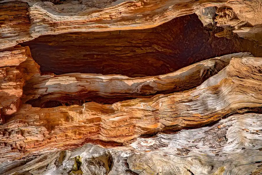 Natural color variation in cedar wood grain, from pale outer wood to deeper reddish tones