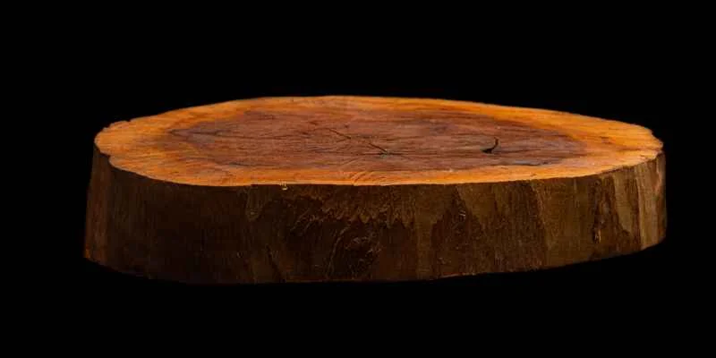 A fully dried, crack-free wood slice cross-section