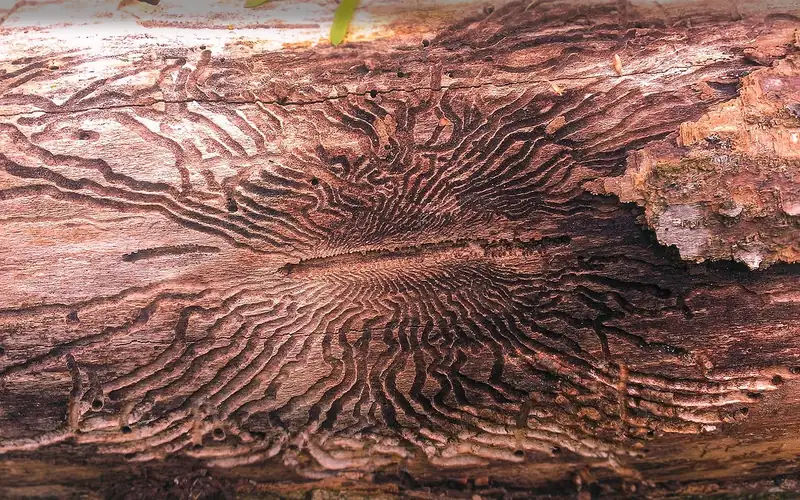 S-shaped emerald ash borer larval galleries carved beneath ash tree bark S-shaped emerald ash borer larval galleries carved beneath ash tree bark