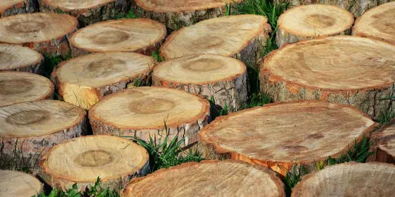 Freshly cut log rounds before bark removal and sealing