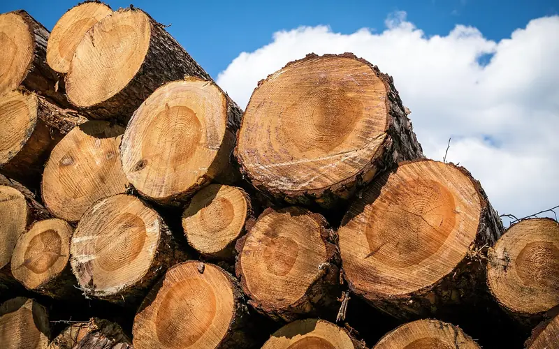 close-up of stacked hardwood log ends showing growth rings at a sawmill