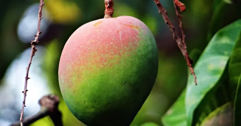 mango fruit hanging from a mango tree branch