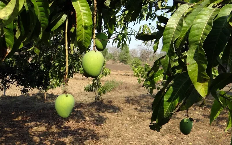 Mango trees with unripe fruit growing in an orchard mango trees with unripe fruit growing in an orchard