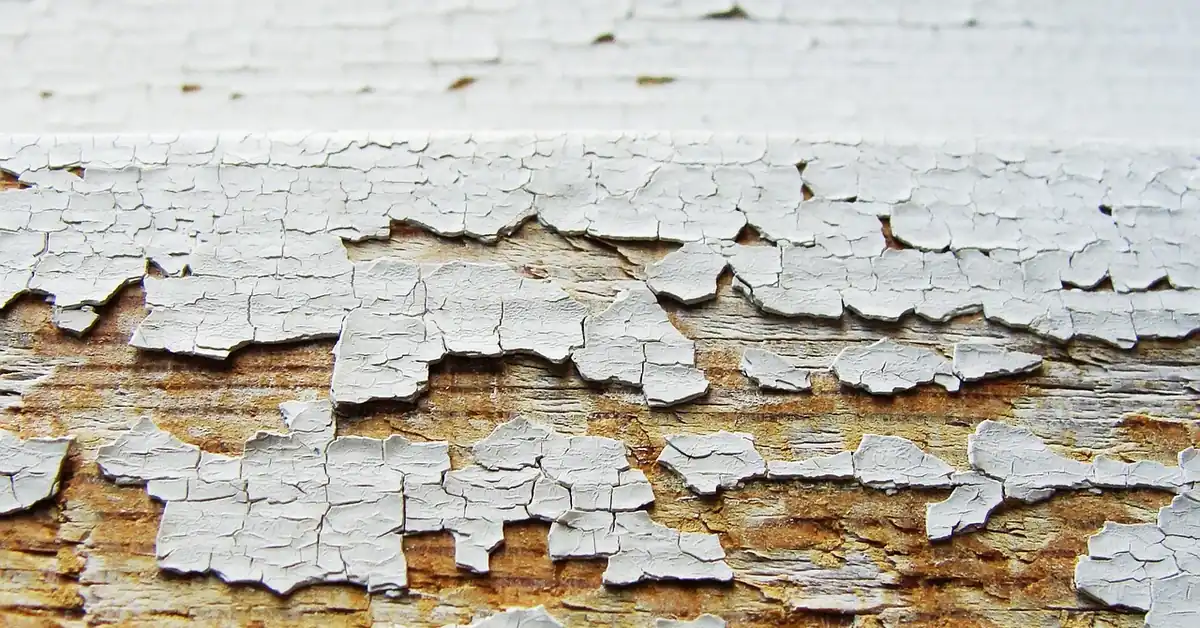 White latex paint peeling and cracking off a wood surface, showing dried aged paint