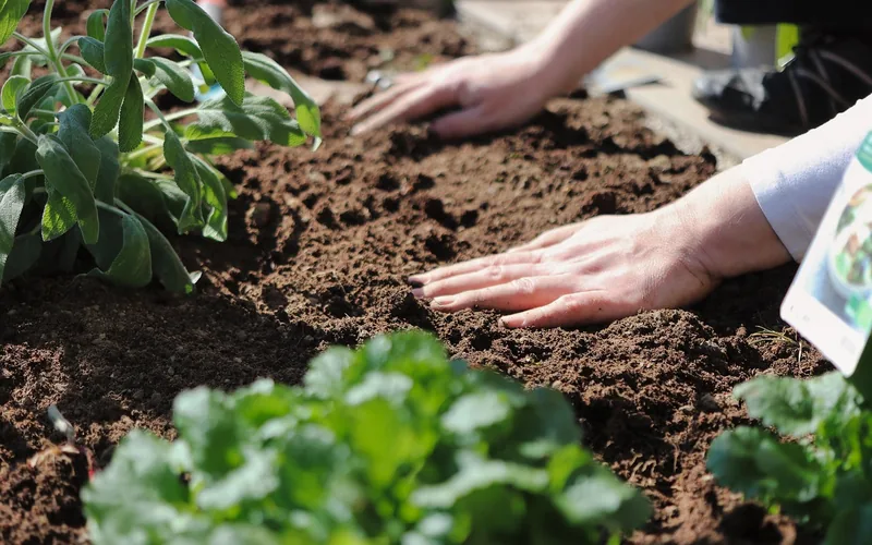 gardener pressing wood ash amended soil into a vegetable garden bed