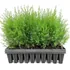 Southern Red Cedar live plants, three pack