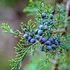 Two Eastern Red Cedar Trees live plants in quart pots