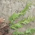 Four-pack Western Red Cedar bare root live trees