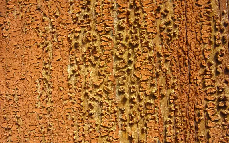 Cracked and peeling cured paint on a wood surface