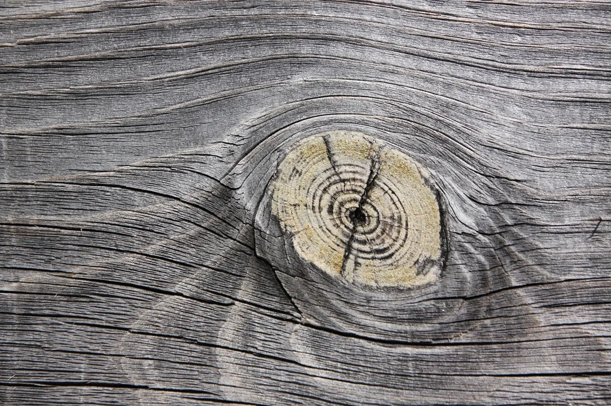 Weathered softwood board with a knot and raised grain ridges