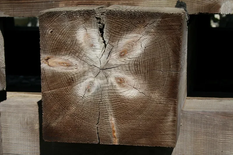 End of a weathered timber beam showing growth rings and knots